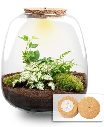 Plantenboetiek.nl | Plant terrarium 'Nora' - Fittonia White Tiger met LED kurk - Ø23cm - 25 cm hoog - Ecosysteem & Terrarium