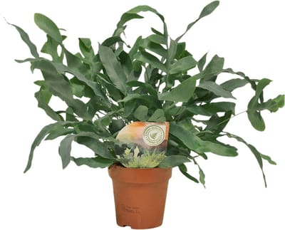 Plantenboetiek.nl | Phlebodium Blue Star - Ø12cm - 25-35cm hoog - Kamerplant - Groenblijvend