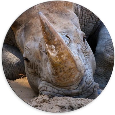 Dibond Wandcirkel - Hoofd van Liggende Neushoorn  - 70x70cm Foto op Aluminium Wandcirkel (met ophangsysteem)