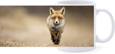 Beker - Vos - Foto - op Pad
