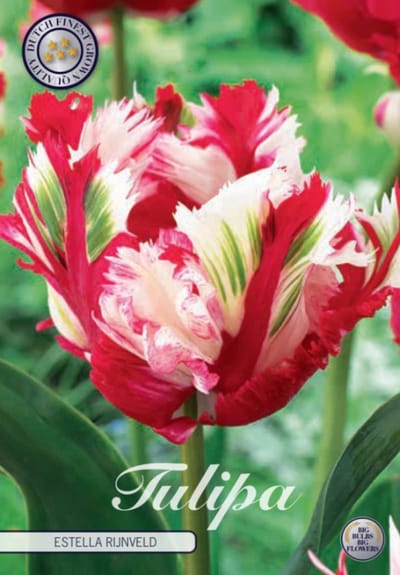 Estella Rijnveld Parrot Tulpenbollen 7 stuks bolmaat 12+