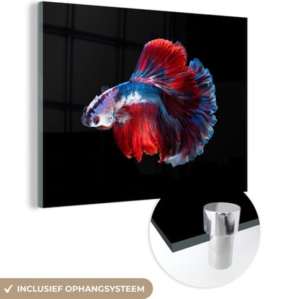 MuchoWow® Glasschilderij 160x120 cm - Schilderij acrylglas - Vis - Staart - Zwart - Foto op glas - Schilderijen