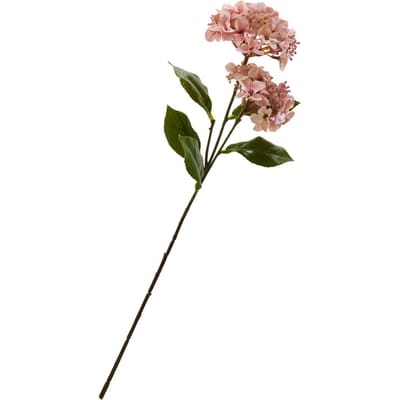 Hortensia met twee bloemen - Rose