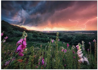 Ravensburger legpuzzel landschap 1000 stukjes bloemen en planten.
