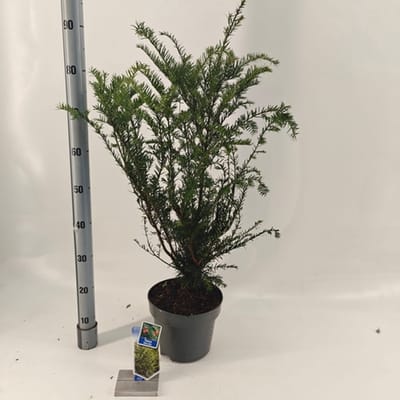 Taxus baccata - Venijnboom | 70-80 cm pot