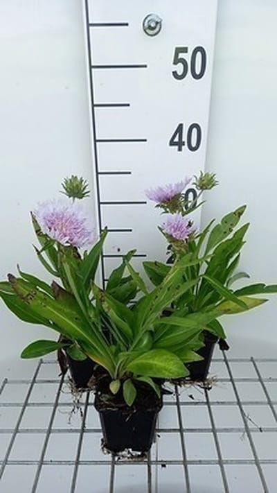 6x Stokesia - Stokesia laevis | 9x9 cm pot