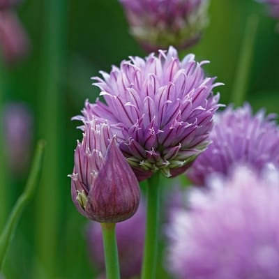 6x Allium schoenoprasum 'Album' Pot 9x9cm - Witte Bieslook Planten | Planten Catalogus
