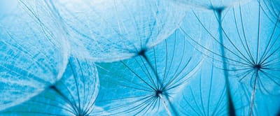 Fotobehang Flower Dandelion | PANORAMIC - 250cm x 104cm | 130g/m2 Vlies
