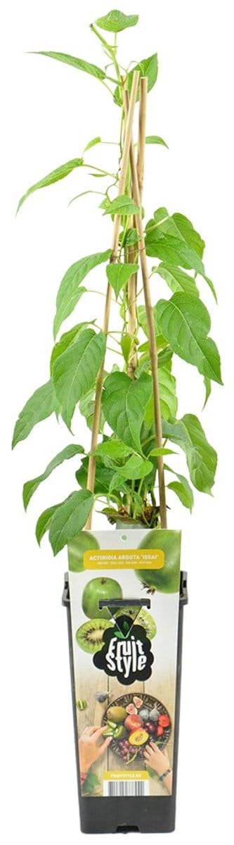 Bloomique - Actinidia Arguta Issai - Kiwibes - Fruitplanten - Tuinplanten - Winterhard - Hoogte 50-70 cm - Pot 15 cm