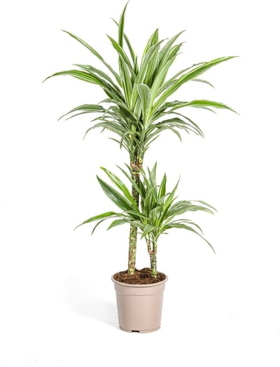 Plantenboetiek.nl | Dracaena Deremensis White Stripe - Ø19cm - 70-80cm hoog - Kamerplant - Groenblijvend