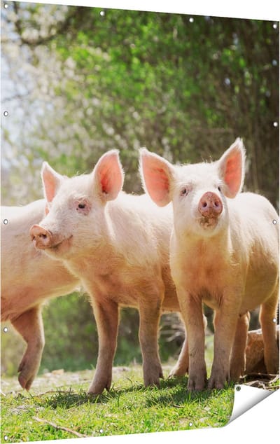 Gards Tuinposter Groep Jonge Varkens - 120x160 cm - Tuindoek - Tuindecoratie - Wanddecoratie buiten - Tuinschilderij