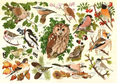 House of Puzzles legpuzzel Woodland Birds 500 XL stukjes karton.