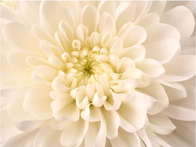 Fotobehang - Witte dahlia.