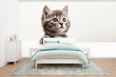 Behang - Fotobehang Poes - Grijs - Dieren - Breedte 500 cm x hoogte 280 cm