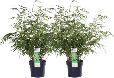 2x Bamboe Fargesia Rufa – Compact – ↨60cm – Ø19cm – Winterhard