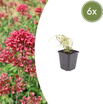 Tuinplantenshop.com | Centranthus ruber 'Coccineus' | 6 stuks - Ø9cm - 10-25cm hoog - Tuinplant