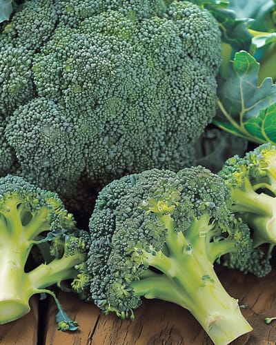 2 sets - Broccoli Zaden Calabrese Natalino Brassica Oleracea Eenjarig Groen