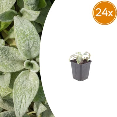 Tuinplantenshop.com | Stachys byzantina 'Silver Carpet' | 24 stuks - Ø9cm - 10-25cm hoog - Tuinplant