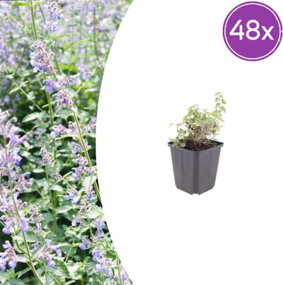 Tuinplantenshop.com | Nepeta faassenii | 48 stuks - Ø9cm - 10-25cm hoog - Tuinplant