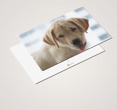 Ansichtkaartenset Labrador