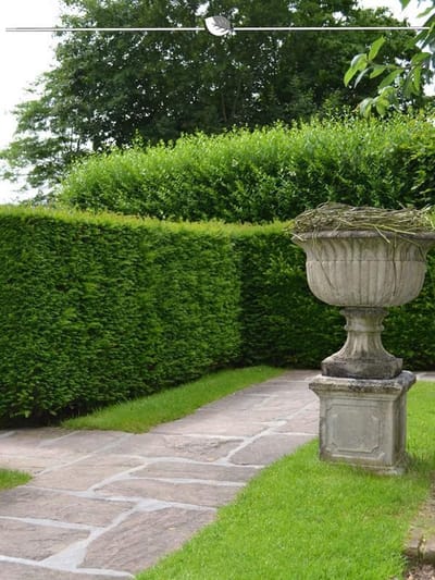 Venijnboom Taxus baccata 120-140 cm, 12x Haagplant