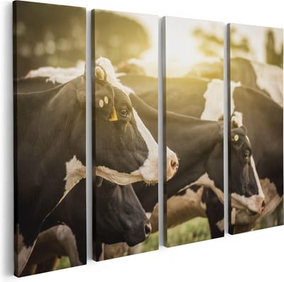 Artaza Canvas Schilderij Vierluik Zwart Wit Koeien In De Wei Met Zon - 80x60 - Foto Op Canvas - Canvas Print