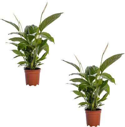 2 stuks De Lepelplant of De VredesLelie, Bekend om zijn Witte Bloemen,Spathiphyllum Bingo Cupido - Ø19cm - 80cm