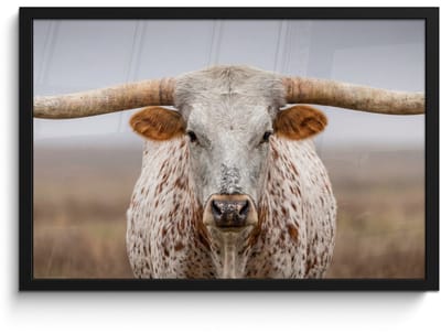 Poster in lijst - Fotolijst 60x40 cm - Posters - Longhorn - Grasveld - Dier - Posterlijst zwart - Decoratie - Wanddecoratie woonkamer - Muurdecoratie slaapkamer