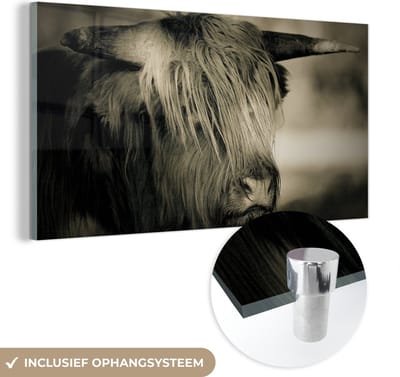 MuchoWow® Glasschilderij 40x20 cm - Schilderij acrylglas - Schotse Hooglander - Dieren - Haar - Foto op glas - Schilderijen