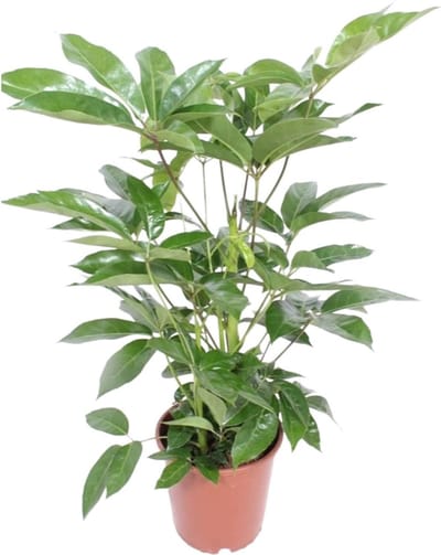 Plantenboetiek.nl | Schefflera Actinophylla Amate - Ø24cm - 90-100cm hoog - Kamerplant - Groenblijvend
