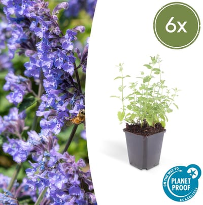 Trendyplants - Nepeta 'Six Hills Giant' - 6 stuks - Kattenkruid - Winterhard - Hoogte 10-30 cm - Potmaat Ø9cm