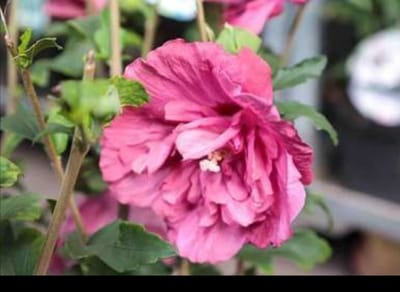 Hibiscus syr. 'Magenta Chiffon'® - Tuinhibiscus, Altheastruik , Heemstroos 40- 60 cm in pot