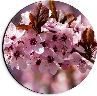 Dibond Wandcirkel - Roze Bloemen in de Boom  - 20x20cm Foto op Aluminium Wandcirkel (met ophangsysteem)