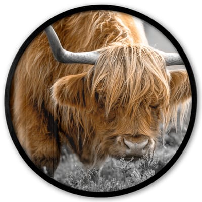 Poster in lijst Rond - Fotolijst 40x40 cm - Posters - Schotse Hooglander - Dieren - Bruin - Koe - Zwart - Wit - Natuur - Ronde posterlijst zwart - Decoratie - Wanddecoratie woonkamer - Muurdecoratie slaapkamer
