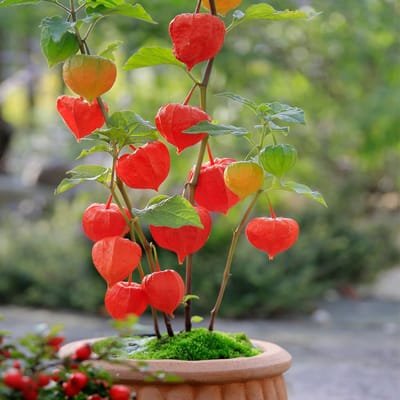 Bloomique - Set van 3 - Physalis Alkekengi Franchetii - Lampionplant - Tuinplanten - Winterhard - Hoogte 10-20 cm - Pot 9x9 cm