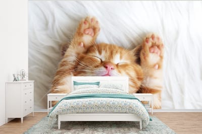 Behang - Fotobehang Kat - Rood - Huisdieren - Kitten - Breedte 320 cm x hoogte 240 cm