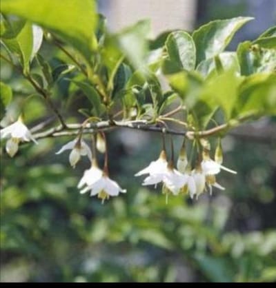 Styrax japonicus - Japanse Storaxboom 50- 60 cm in pot