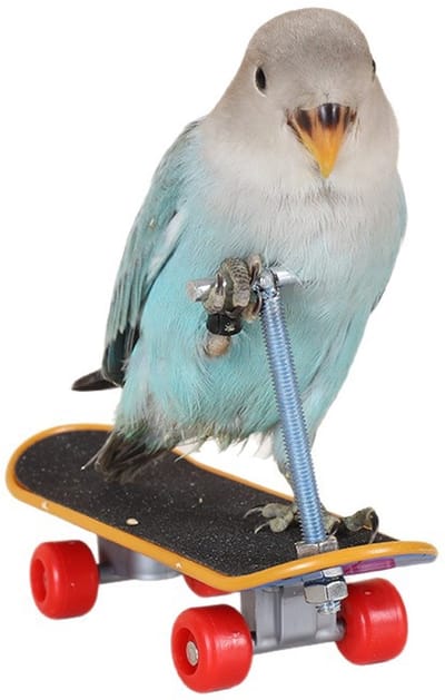 Vogel Trainingsspeeltje - Skateboard Of Balance Bike Voor Parkieten - Evenwichtstraining - 1 Stuk - Lengte 13.9 Cm