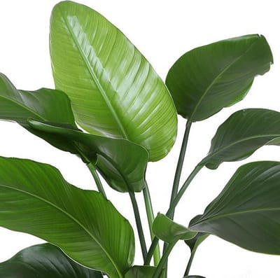 Strelitzia Nicolai - Ø21cm - 80cmin Boule TAUPE pot