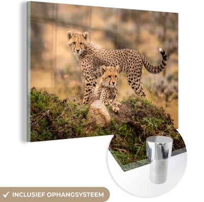 MuchoWow® Glasschilderij 60x40 cm - Schilderij acrylglas - Luipaard - Jong - Natuur - Foto op glas - Schilderijen