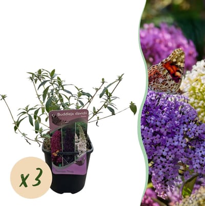 Plantenboetiek.nl | Vlinderstruik - Buddleja davidii Tricolour - Bloem Roze , Wit en Paars - 3 Planten - 1m2 - Bladverliezend - Vlinderlokkend - Ø18cm - 30cm hoog - Tuinplant