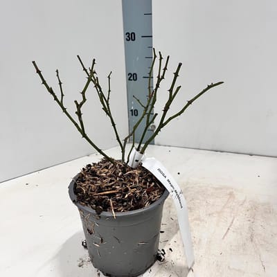 Rosa (H) 'Magic Meidiland' ® - Roos | 10-15 cm in pot