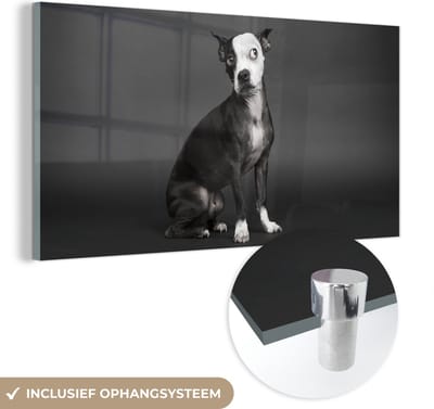 MuchoWow® Glasschilderij 40x20 cm - Schilderij acrylglas - Hond - Vlek - Portret - Foto op glas - Schilderijen