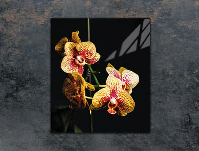 TMK ArtDeko Serie - Snijplank - Glas - 45x52 cm - Orchidea