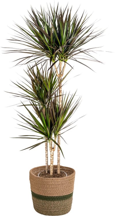 Plantenboetiek.nl | Dracaena Marginata 'Magenta' met mand - Ø24cm - 130-150cm hoog - Kamerplant - Groenblijvend