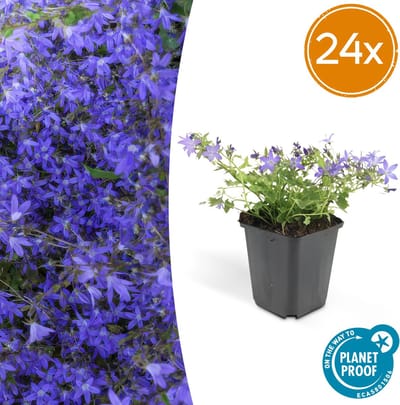 Tuinplantenshop.com | Campanula poscharskyana 'Stella' | 24 stuks - Ø9cm - 10-25cm hoog - Tuinplant