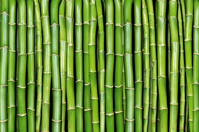 Fotobehang - Bamboo 375x250cm - Vliesbehang