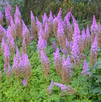 Chinastilbe (Astilbe Chinensis) - Spriraea Astilbe Pumila - Spierstuk (Potplant) - Vaste planten - Bijen-Vlinders