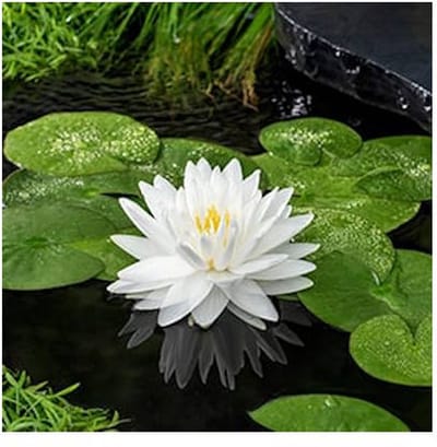 Moerings Nymphaea Gonnere | Waterlelie | In 11CM pot