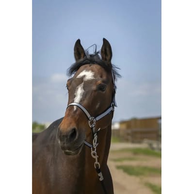 Zacht nylon halster voor paarden Norton